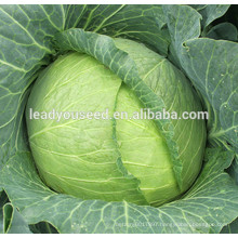MC04 Baoxia high temperature resistant hybrid cabbage seeds for sale